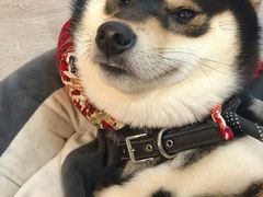 -柴迷FANS CLUB·柴犬狗咖·猫咖