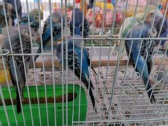 -哈尔滨道外花鸟鱼市场