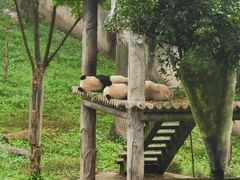 -中国大熊猫保护研究中心雅安碧峰峡基地