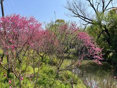 -南汇桃花村