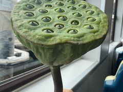 -白洋淀景区