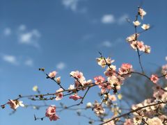 -秀丽东方