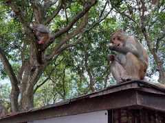 -南湾猴岛+椰田古寨一日游