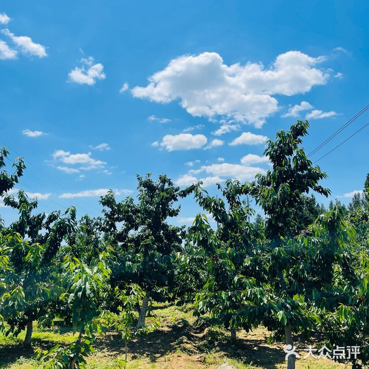这个时候最适合来摘樱桃了。中午还去附近吃鸽子了