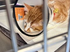 -艾贝尔宠物医院·24H转诊中心·肿瘤猫专科(江宁双龙店)