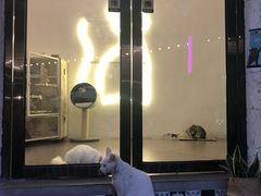 -有猫主题·治愈系猫咖(曾厝垵店)