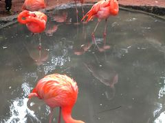 -海南热带野生动植物园