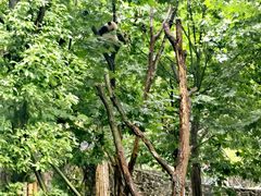 -都江堰中华大熊猫苑