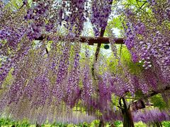 -嘉定紫藤园