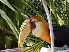 -新加坡飞禽公园