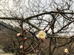 -香雪海