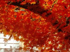 -八次方巴乡石锅鱼·金海湖水库活鱼(谷丰东路店)