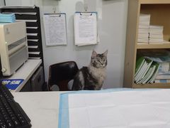 -pd派德宠物中心医院24H急重症·眼科中心·血液透析中心(嵩山北路店)