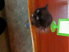 android_upload_pic-Anne猫窝咖啡屋