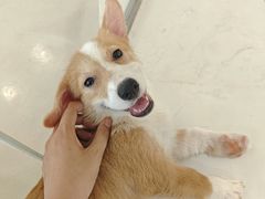-共舞时光猫咖·狗咖(新街口店)