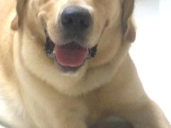 -佳百利宠物(荣乐中路115弄小区店)