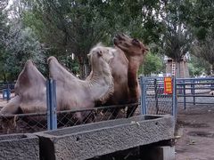 -长白岛森林公园