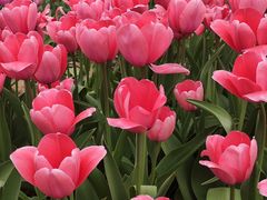 -石家庄市植物园