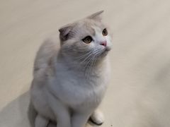 -藏猫猫咖啡主题馆(中央大道店)