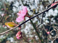 -樱桃山旅游景区