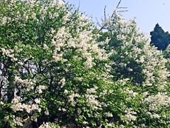iphone_upload_pic-西安青龙寺遗址景区