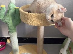-欣宠猫屋·矮脚拿破仑·蓝金金渐层