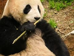 -都江堰中华大熊猫苑