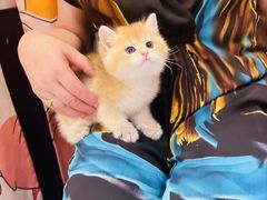 -欣宠猫屋·矮脚拿破仑·蓝金金渐层