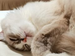 -怪兽屋·羊驼·猫咖·狗咖(俊华广场店)