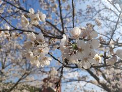 -绵阳盛世樱花悠乐谷