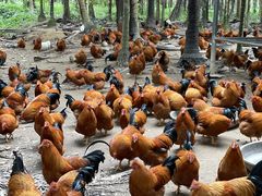 -兴隆槟榔园休闲农庄