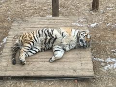 -大连森林动物园