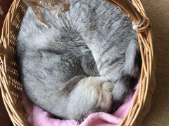 -猫友咖啡店(玉林西路店)