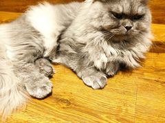 -绒爪撸猫下午茶·猫咖