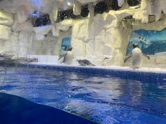 -华夏文旅海洋公园