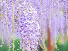 -嘉定紫藤园