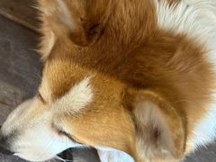 -肥朵食堂(带梦胡同店)