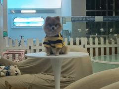 -怪兽屋·羊驼·猫咖·狗咖(俊华广场店)