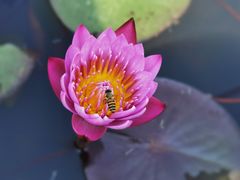 -中国科学院华南植物园