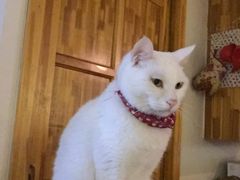 -猫咖时代(中山亭店)
