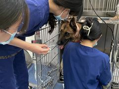 -伟伟宠物医院·CT影像中心·瑞派犬猫综合性门诊(汉口总院)