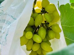 -马陆小张葡萄园农家乐