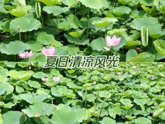 -羊亭河湿地公园