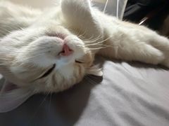 -瑞鹏宠物医院·骨科·猫科·内科(第一中心)