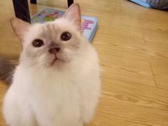 -萌喵宠狗爱心宠咖