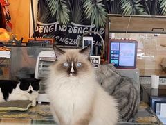 -平行世界·猫咖(首经贸店)