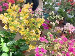 -中环花鸟鱼虫市场