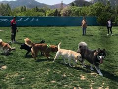 -趣玩宠物乐园寄养训犬训狗游泳池