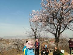-杏花村文化旅游区