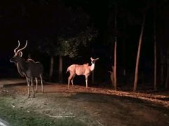 -清迈夜间动物园